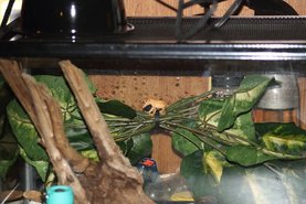 Small crested gecko setup.
